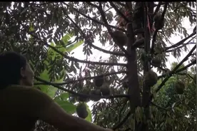 #怪不得榴莲这么贵#榴莲树最高可以长25米，东南亚一带的采摘榴莲的方法