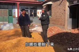 山东17亩地合两万斤收购合适吗？差点被套路，收粮食利润很高吗？视频封面