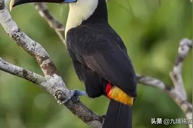 
红嘴巨嘴鸟，又名红嘴鵎鵼（tuǒ kōng）图片