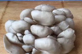 炒凤尾菇要不要焯水，我来告诉你正确做法，健康营养不流失