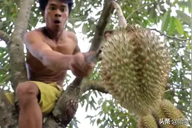 泰国小伙荒野发现一颗榴莲树，爬上去就有口福了，馋的我牙痒痒