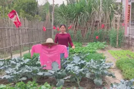 如何防止小鸟来吃菜？乡村大嫂釆用的笨办法效果非常好视频封面