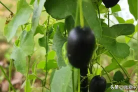 老鼠拉冬瓜图片