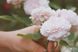 手机背景图｜山野万里，你是我藏在微风里的欢喜图片