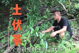 价值几十块一斤的土伏苓，梁哥在荔枝树下挖到两棵，运气太好了视频封面