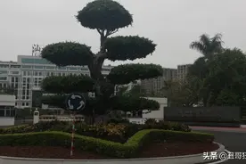感谢自己上辈子的小情人！图片