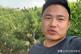 晚熟桃套袋季节来临 套袋我们需要注意的事项有哪些？