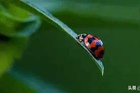 微距下的小可爱图片