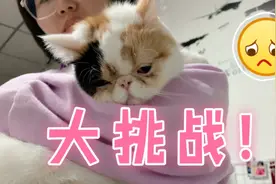 粘人的猫咪为什么突然暴躁？男女主人抱猫比赛，猜猜什么结局？视频封面