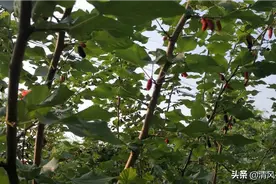 果园飘香，晨采桑椹泡桑椹酒，杨梅无花果也快熟了图片
