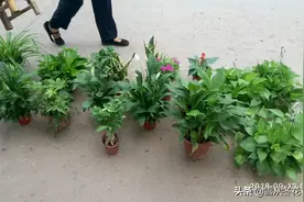 摆地摊卖盆栽植物怎样？地摊经济，今年能火吗？图片
