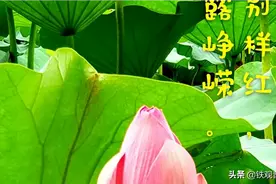 四面荷花三面柳,一城山色半城湖。 图片
