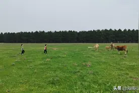 青青草原，无忧的童年图片
