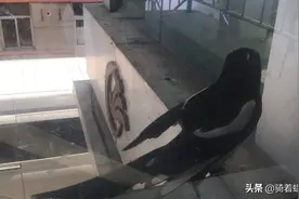 这只喜鹊是怎么了？不停的啄玻璃，病了吗？视频封面