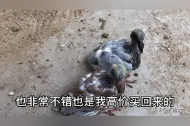 瓦灰大鼻子成绩鸽，和红绛配对，这次出了一羽红二线和一羽红雨点