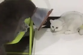 猫被吓出屎来了视频封面