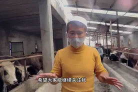您够了解经常吃的牛肉吗？新疆伊犁小伙亲自带您了解育肥牛