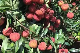 东莞大朗满山荔枝成熟。图片