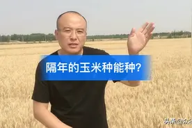 隔年的玉米种能种？视频封面