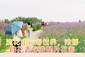 美丽深圳湾海岸线；藏有一片花香浓郁的花海，流花山花海世界视频封面