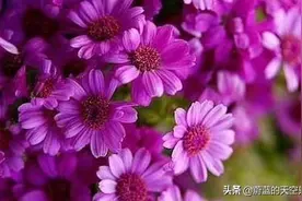 魅力无限！图片