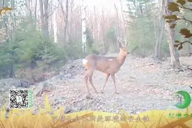 【奓毛了！为什么狍子臀部的白毛有时会呈心型散开？】戳视频