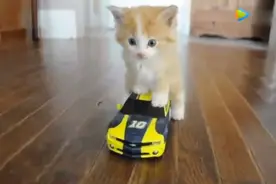 小奶猫坐玩具车：麻麻，车速有点快。视频封面
