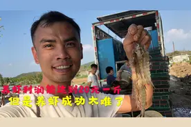 养虾小伙用红糖喂虾，亩产可过1000斤，喂一次虾10分钟搞定视频封面