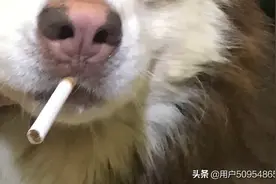 慢慢就长大成了亮仔图片