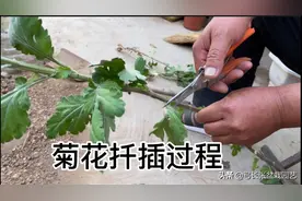 菊花枝条如何扦插繁殖，记住这几个重点，秋天就可以赏菊了视频封面
