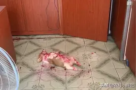 吓我一跳  原来偷吃火龙果图片