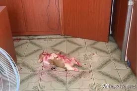 吓我一跳  原来偷吃火龙果图片
