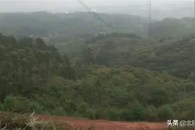 拜山顺便挖了点五指毛桃泡酒图片