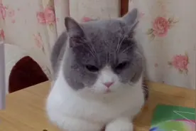 猫咪半夜不睡觉非要缠着铲屎官看抖音，看完还不让铲屎官睡觉！