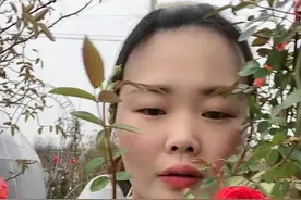 四季红木香。藤本无刺蔷薇。花量大。花期长 做造型设计超美视频封面