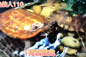 26种龟你们认识吗？有你养过的龟吗？视频封面