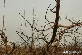 春天来了，树芽懵懂，凌春华开，小麦绿油油，甚是好看。图片
