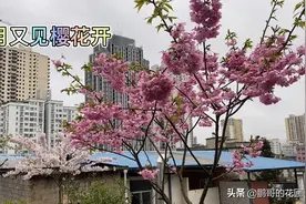 三月又见樱花开，楼顶种几棵樱花树，这回可把隔壁的阿姨们引来了视频封面