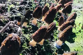 羊肚菌长成这样的景象，看着就流口水啊图片