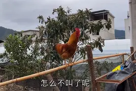 农村大公鸡一大早就站在竹竿上打鸣，玩起接力赛，啼叫声响亮动人视频封面