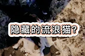 街角隐藏流浪猫，拖家带口来要食物？一根鸡肉肠没够分啊