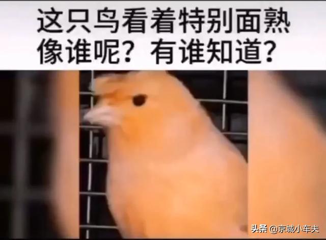 鸟之森破解版(这鸟想森呢)