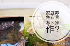 干货分享③｜你在为龟缸布景而苦恼吗？小伙这样做，一点都不难！视频封面