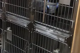 这只流浪狗需要住院手术治疗，谢谢这位善良的医生视频封面