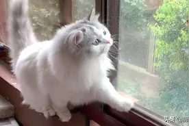 猫咪逮到一个扑棱蛾子，两口就吃掉了，以后再也不亲猫了视频封面