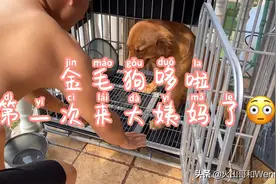 金毛狗九个月第一次来大姨妈，胃口变差了，应该是还没适应