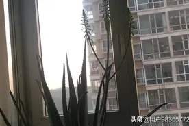 忽如一夜春风来，千花万花争先开图片