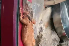 蜥蜴 (Lizard)，俗称“四脚蛇”又称“蛇舅母图片