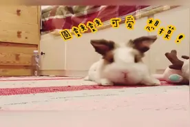 如何把一只兔子撸成兔饼子，网友:太呆萌了吧，好想拥有一只