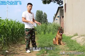 当犬只有以下表情和肢体动作时，请你马上离开即可，粉丝长见识。视频封面